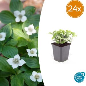 thumbnail_6000-72.jpg Cornus canadensis | 24 stuks
