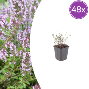thumbnail_6000-72.png Thymus vulgaris | 48 stuks