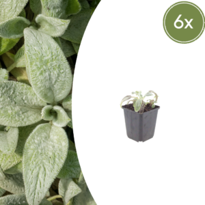 thumbnail_6000-721.png Stachys byzantina 'Silver Carpet' | 6 stuks