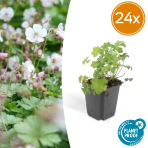 Geranium cant. 'Biokovo' | 24 stuks