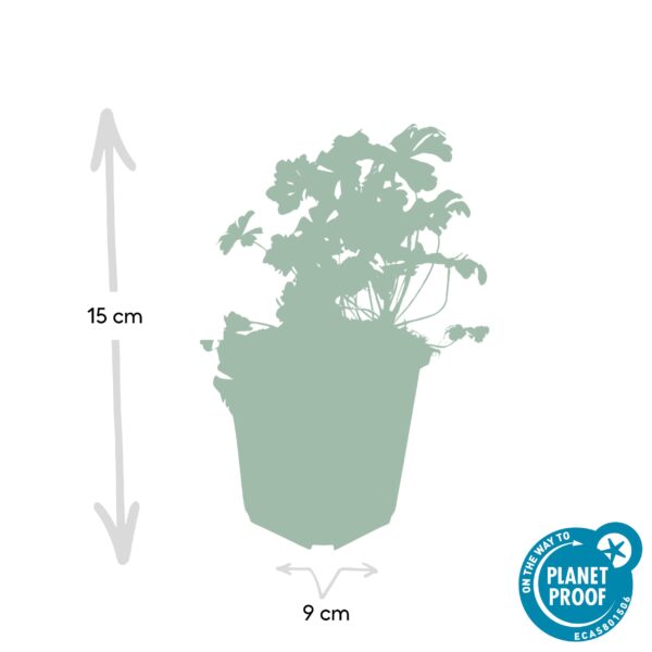 thumbnail_6000-728.jpg Geranium cant. 'Biokovo' | 24 stuks