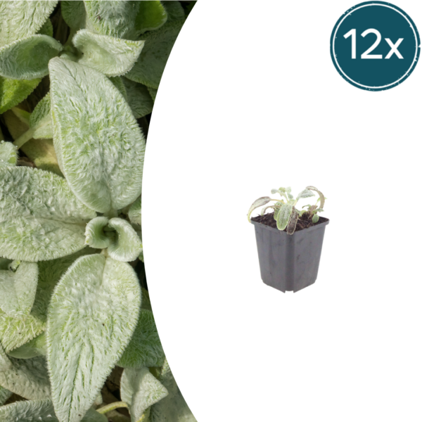 Stachys byzantina 'Silver Carpet' | 12 stuks