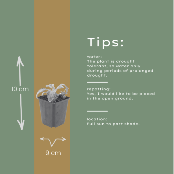 Stachys byzantina 'Silver Carpet' | 12 stuks