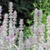 Stachys byzantina 'Silver Carpet' | 12 stuks
