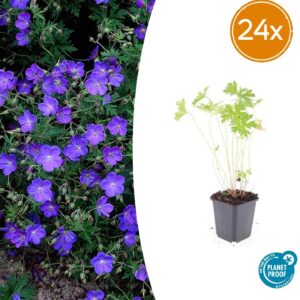 Geranium 'Johnson's Blue' | 24 stuks