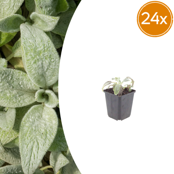 Stachys byzantina 'Silver Carpet' | 24 stuks
