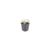 Stachys byzantina 'Silver Carpet' | 24 stuks