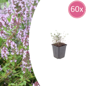 thumbnail_6000-74.png Thymus vulgaris | 60 stuks