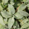 Stachys byzantina 'Silver Carpet' | 24 stuks