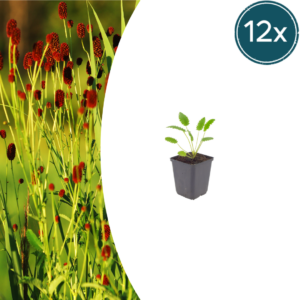 thumbnail_6000-745.png Sanguisorba o. 'Tanna' | 12 stuks