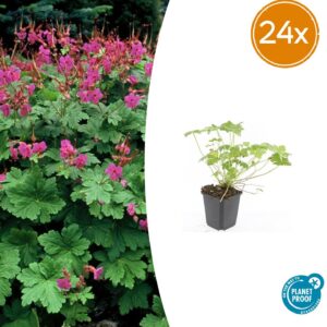 Geranium macr. 'Czakor' | 24 stuks