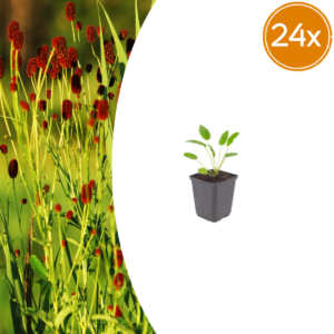 thumbnail_6000-753.png Sanguisorba o. 'Tanna' | 24 stuks