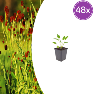thumbnail_6000-761.png Sanguisorba o. 'Tanna' | 48 stuks