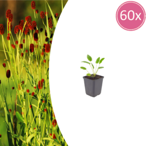 thumbnail_6000-769.png Sanguisorba o. 'Tanna' | 60 stuks