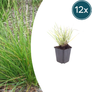 thumbnail_6000-785.png Sesleria autumnalis | 12 stuks