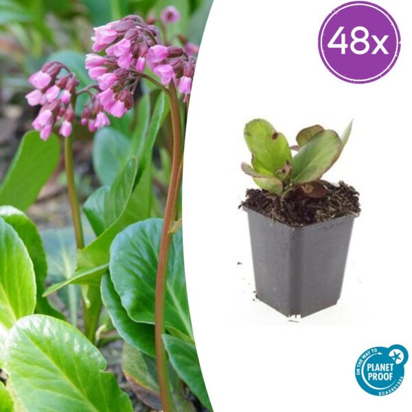 thumbnail_6000-79.jpg Bergenia cordifolia 'Herbstblüte' | 48 stuks