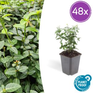 Euonymus fortunei radicans | 48 stuks