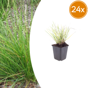 thumbnail_6000-793.png Sesleria autumnalis | 24 stuks