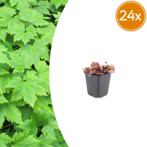 thumbnail_6000-8.png Tiarella cordifolia | 24 stuks
