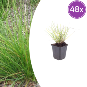 thumbnail_6000-801.png Sesleria autumnalis | 48 stuks