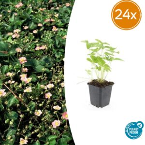 Fragaria vesca | 24 stuks