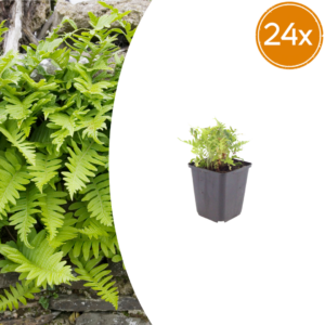 thumbnail_6000-809.png Polypodium vulgare | 24 stuks