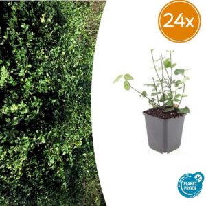 Euonymus fort. 'Coloratus' | 24 stuks