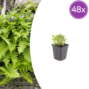 thumbnail_6000-816.png Polypodium vulgare | 48 stuks