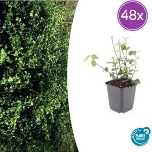 Euonymus fort. 'Coloratus' | 48 stuks