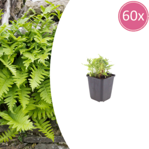 thumbnail_6000-823.png Polypodium vulgare | 60 stuks