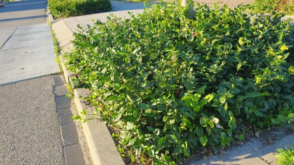 Euonymus fort. 'Coloratus' | 48 stuks