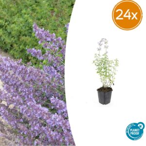 thumbnail_6000-85.jpg Nepeta 'Walker's Low' | 24 stuks