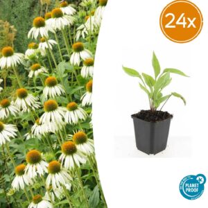 Echinacea p. 'White Swan' | 24 stuks