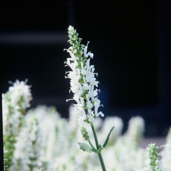 Salvia n. 'Schneehugel' | 48 stuks