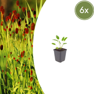 thumbnail_6000-870.png Sanguisorba o. 'Tanna' | 6 stuks