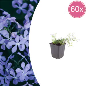 thumbnail_6000-878.png Phlox (S) 'Emerald Cushion Blue' | 60 stuks