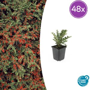 thumbnail_6000-879.jpg Cotoneaster horizontalis | 48 stuks