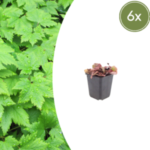 thumbnail_6000-88.png Tiarella cordifolia | 6 stuks