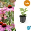 Echinacea p. 'Magnus' | 24 stuks