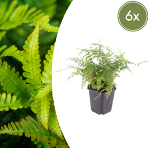 thumbnail_6000-886.png Polystichum set. 'Herrenhausen' | 6 stuks