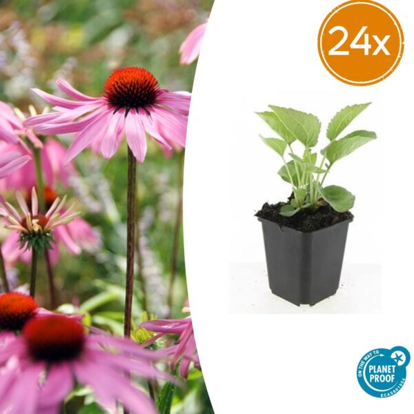 Echinacea p. 'Magnus' | 24 stuks