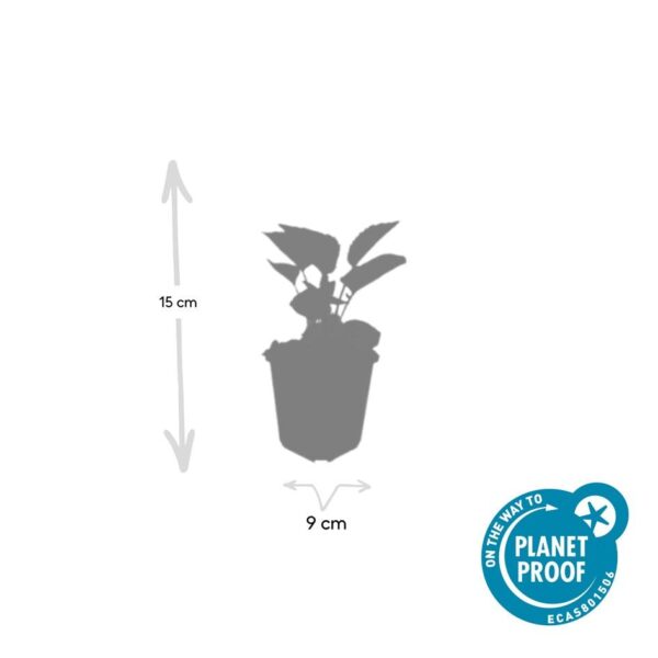 Echinacea p. 'Magnus' | 24 stuks