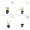 Echinacea p. 'Magnus' | 24 stuks