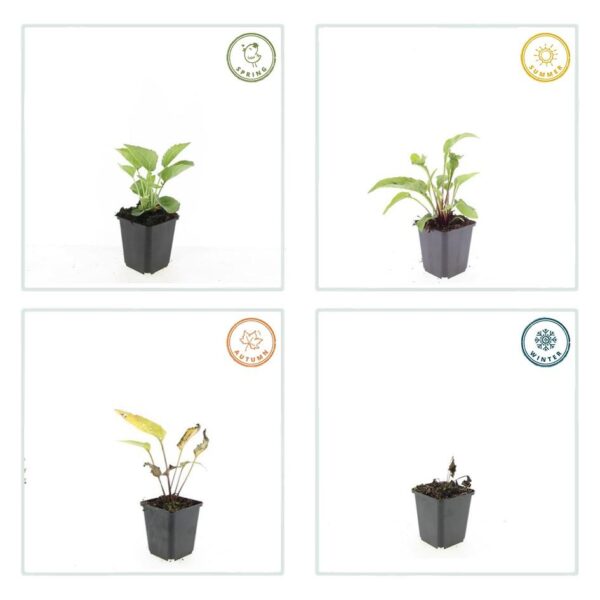Echinacea p. 'Magnus' | 24 stuks