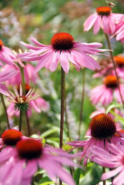 Echinacea p. 'Magnus' | 24 stuks