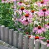 Echinacea p. 'Magnus' | 24 stuks
