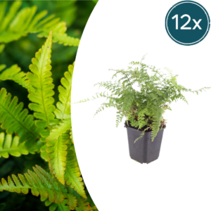 thumbnail_6000-893.png Polystichum set. 'Herrenhausen' | 12 stuks