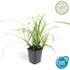 Carex morrowii 'Ice Dance' | 24 stuks