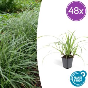 Carex morrowii 'Ice Dance' | 48 stuks