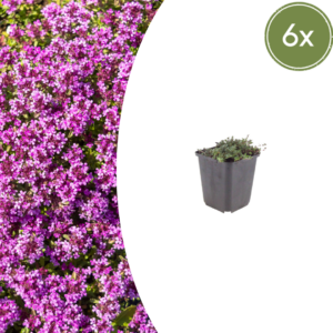 thumbnail_6000-90.png Thymus praecox 'Coccineus' | 6 stuks